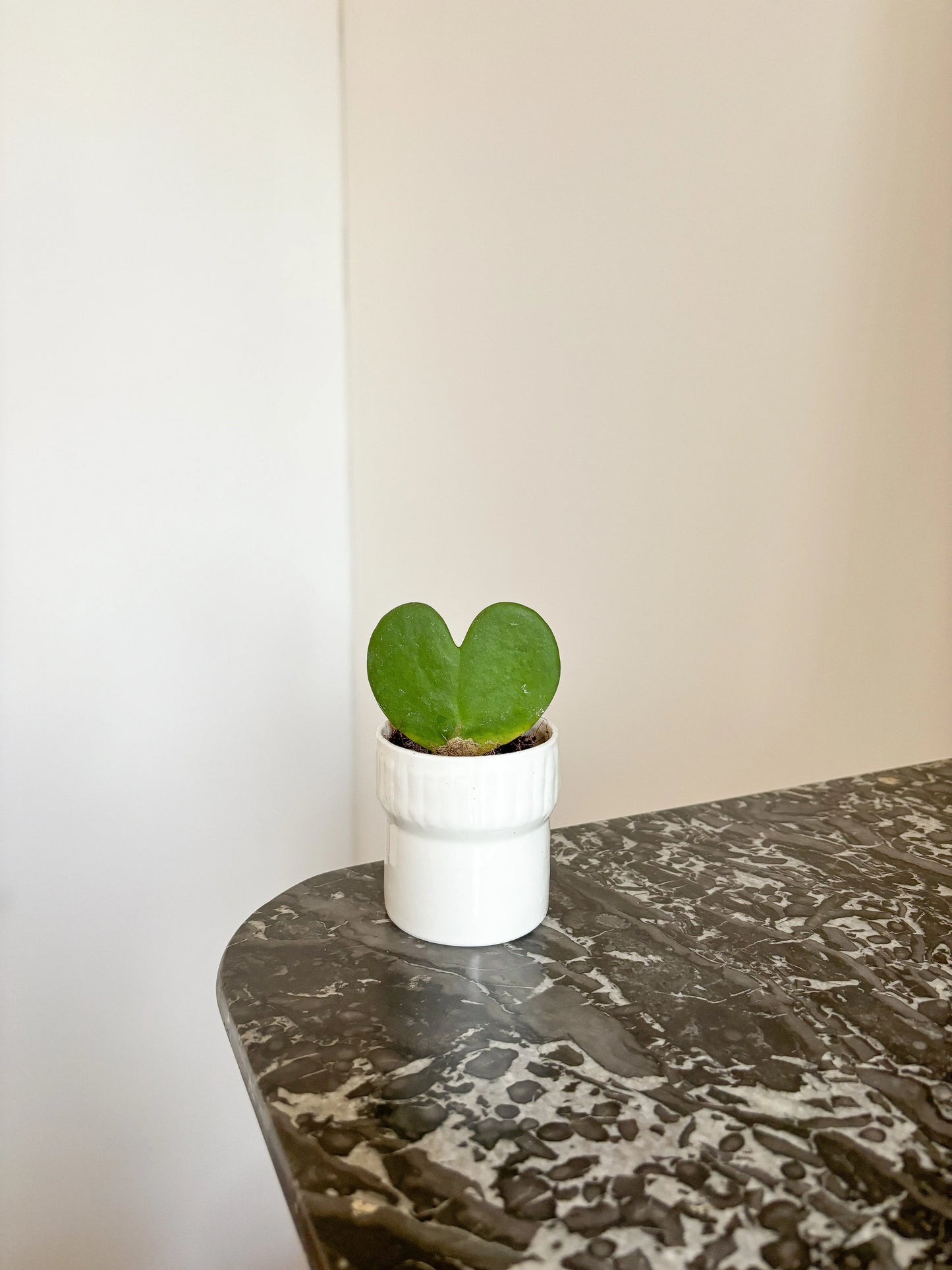 Tasse / pot plante - réalisé en porcelaine